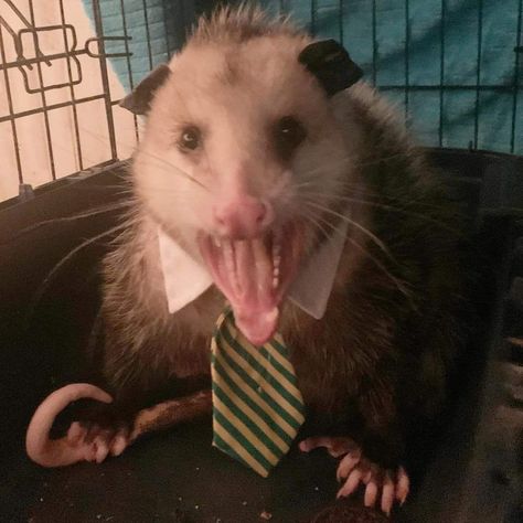 Possum Vs Opossum, Clown Opposum, Possum Aesthetic Grunge, Opossum Pfp, Possum Pfp, Clown Opossum, Baby Possum, Awesome Possum, Cute Rats