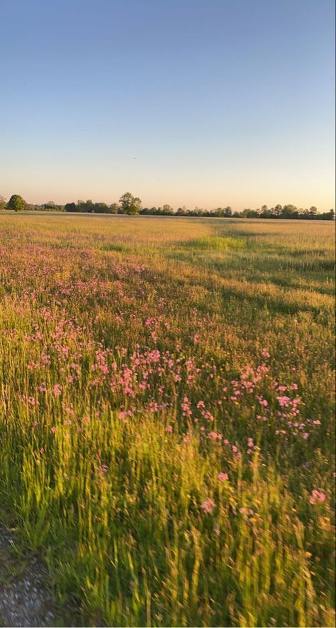 Pink Flower Field Wallpaper, Field Of Grass Aesthetic, Summer Field Aesthetic, Open Field Aesthetic, Summer Field, Sunset Vibes, Grasses Landscaping, Field Of Flowers, Grass Field