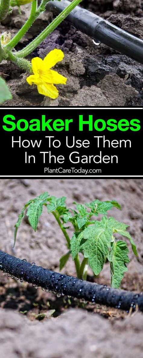 Soaker hoses - an efficient way to irrigate plants, reducing water waste as water slowly seeps through tiny pores, no runoff, less water evaporation. [MORE] Garden Irrigation Ideas, Garden Irrigation Ideas Diy, Watering Garden Ideas, Drip Hose, Water Evaporation, Garden Watering System, Water Irrigation, Soaker Hose, Ferns Garden