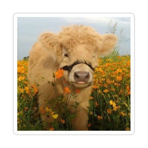 Meet your Posher, Holly Cottagecore Field, Sadie Core, Yellow Cottagecore, Feed The Animals, Yellow Core, Aesthetic Yellow, Playlist Covers, Highland Cow, Peaches