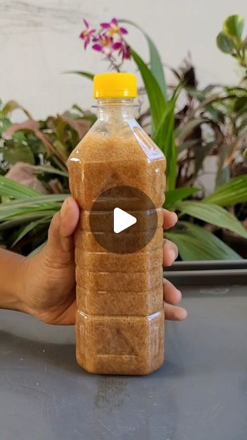 Shampoo Making At Home, Home Made Shampoo For Hair Growth, Home Made Shampoo, Herbal Shampoo, Latest Silk Sarees, Shampoo Recipe, Natural Hair Shampoo, Homemade Shampoo, Diy Shampoo