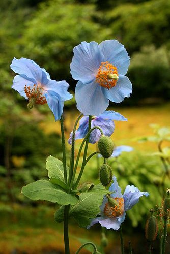 Himalayan Blue Poppy | Sue Brown Himalayan Blue Poppy, Inspiring Gardens, Blue Poppy, Blue Garden, Poppy Flower, Beautiful Blooms, Dream Garden, Yellow Roses, Ikebana