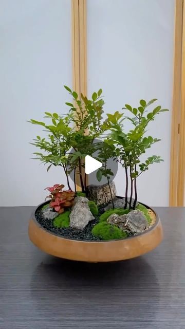 BonsaiHouse on Instagram: "Little Bonsai World #bonsai #bonsaiart #bonsaitree #bonsailovers #bonsailife #gardening #gardeninglife" Bonsai Terrarium, Bonsai Art, Bonsai Tree, Plant Life, Terrarium, Bonsai, Plants, On Instagram, Quick Saves