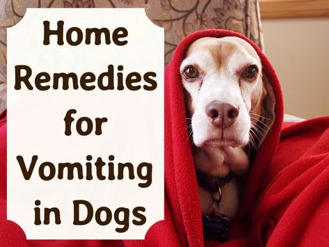 Dog Upset Stomach Remedies, Upset Stomach Remedy, Dog Upset Stomach, Dog Throwing Up, Cramp Remedies, Stomach Remedies, Dog Illnesses, Meds For Dogs, Pet Remedies