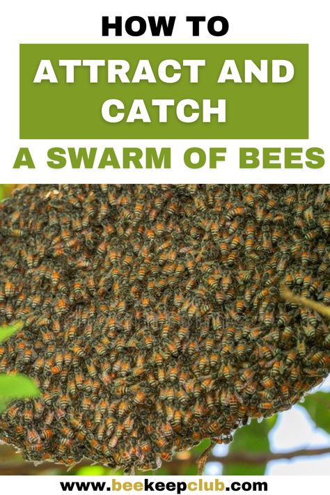 How To Attract Bees To A Hive, Honey Business, Backyard Bees, Honey Bee Swarm, Clean Lungs, Bee Catcher, Bee Keeping Hives, Backyard Beehive, Honey Bees Keeping