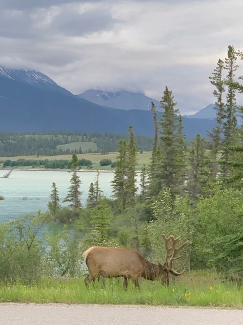 Canadian Rockies Aesthetic, Canadian Forest Aesthetic, Forest Twilight Aesthetic, Americana Roadtrip, Canadian Aesthetic, Forest Twilight, Cow Elk, Bright Nature, Outdoor Vibes