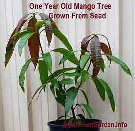 Step-by-step details on how to grow a mango tree from seed in a pot are given to get fruits faster in just 2=3 years! Growing Mango From Seed, Mango Tree From Seed, Growing Mango, Veg Growing, Grow Mango, Tomato Farm, Mango Plant, Growing Tomatoes From Seed, Mango Trees