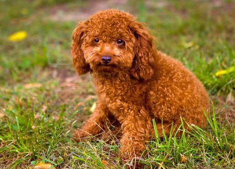 9 Most Popular Curly-Haired Dog Breeds (With Pictures) – HairstyleCamp Curly Haired Dog, Spanish Water Dog, Irish Water Spaniel, Curly Coated Retriever, Strongest Animal, Dog With Glasses, Brown Curly Hair, Portuguese Water Dog, Dog Home