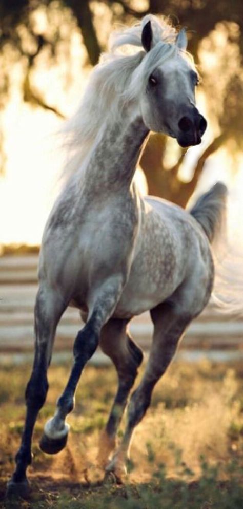 * Arabians Horses, حصان عربي, Horse Pics, Photo Animaliere, Arabian Stallions, Horse Galloping, Beautiful Arabian Horses, Most Beautiful Horses, Grey Horse