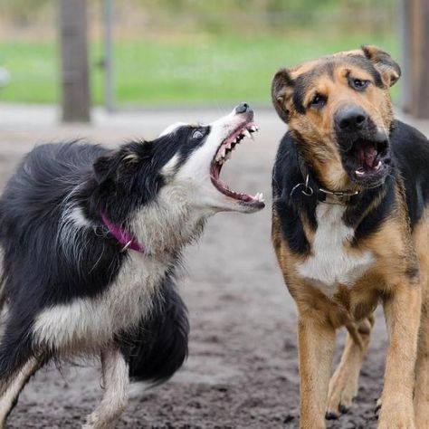 Bite Inhibition in Dogs. Bite inhibition is perhaps the cornerstone of the socialization process of any dog: a dog that has not learned to inhibit their bite is a dangerous dog that can... Vest Embroidery, Animal Studies, Dog Bite, Dog Commands, Paint Inspo, Venus Flytrap, Puppy Biting, Isle Of Dogs, Dangerous Dogs