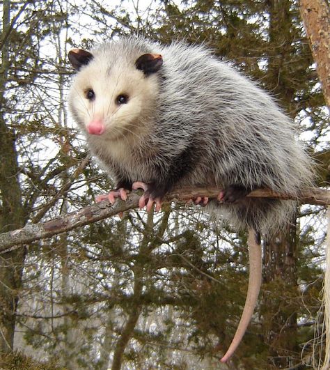 Nature Now! Awesome Opossum, Part 1 | Programs and Events Calendar Awesome Possum, Hxh Characters, Trash Panda, Silly Animals, Cute Little Animals, 귀여운 동물, Spirit Animal, Animals Wild, Mammals