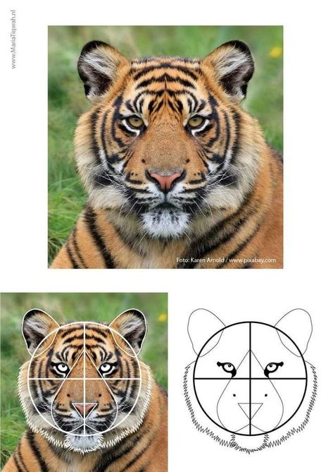 Cute Tiger Wallpaper, Tiger Drawing Easy, Tiger Drawing Tutorial, Easy Tiger Drawing, Tiger Art Drawing, Aesthetic Tiger, Tiger Aesthetic, Tiger Background, Wallpaper Tiger