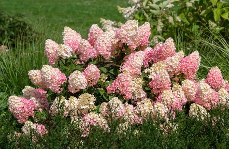 Strawberry Sundae (Hydrangea paniculata ‘Strawberry Sundae’) is a winter-hardy hydrangea whose colors go from white to red. Here's how to care for it. When Do Hydrangeas Bloom, Strawberry Sundae Hydrangea, Bobo Hydrangea, Vanilla Strawberry Hydrangea, Strawberry Hydrangea, Hardy Hydrangea, Pruning Hydrangeas, Big Leaf Hydrangea, Types Of Hydrangeas