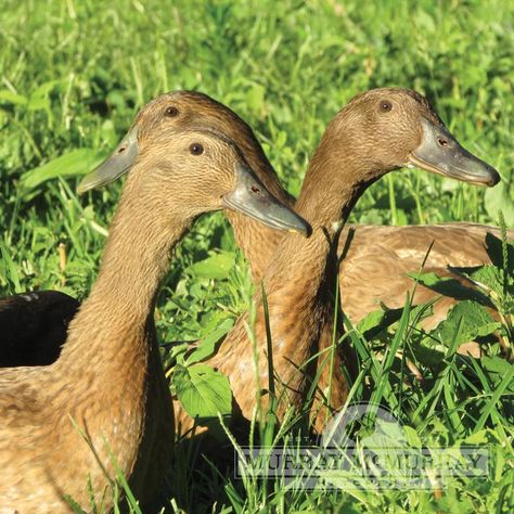 McMurray Hatchery Khaki Campbell Ducks Khaki Campbell Ducks, Backyard Ducks, Duck Breeds, Poultry Equipment, Day Old Chicks, Pet Ducks, Farm Ideas, Bird Care, Homestead Survival