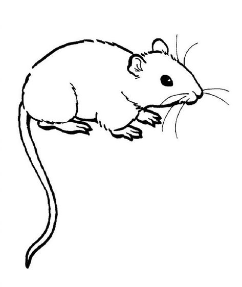 Free Printable Rat Coloring Pages For Kids Rat Coloring Pages, Mouse Eating, Silhouette Chat, Cartoon Rat, Mouse Drawing, Mouse Color, Animals Coloring, Cute Rats, A Rat