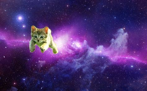 Cats In Space, In Space, A Cat, Tumblr, Stars, Purple, Blue