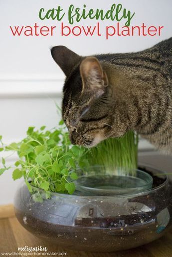 Create a cute DIY Cat Water Bowl Planter with catnip and cat grass #cats #crafts #diy #cattips Water Bowl Planter, Katt Diy, Katt Grejer, Kat Diy, Cat Water Bowl, Ocicat, Diy Cat Toys, Bowl Planter, Cat Grass