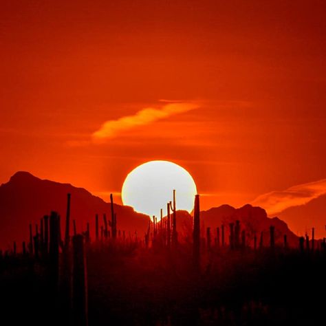 Sunset Desert Aesthetic, Orange Desert Aesthetic, Desert Sunset Photography, Apocalypse Landscape, Bird Painting Acrylic, Desert Aesthetic, Usa Pictures, Aesthetics Wallpaper, Acid Art