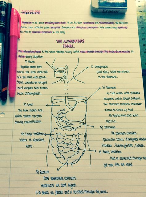 Biology Digestion Notes, Biology Digestive System Notes, Digestive System Notes Aesthetic, Studying Biology, Biochemistry Notes, Bio Notes, Biology Diagrams, Learn Biology, Nursing School Essential