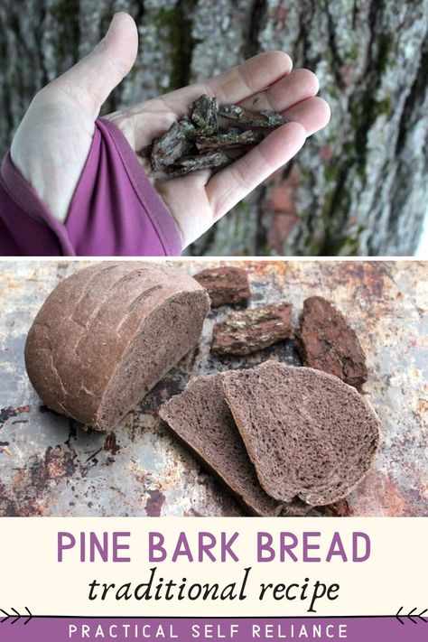 When you hear “eating tree bark” your mind probably jumps to a pretty dire survival situation, but historically that’s not the case. Bark, specifically pine bark and birch bark, have been used for centuries to flavor food and boost nutrition, even in times of plenty. This traditional Scandinavian pine bark bread recipe is easy to make with foraged pine or conifer bark! Tree Bark Recipe, Pine Tree Recipes, Edible Tree Bark, Pine Bark Recipe, Tree Bark Crafts, Wild Food Foraging, Foraging Recipes, Pine Bark, Foraged Food