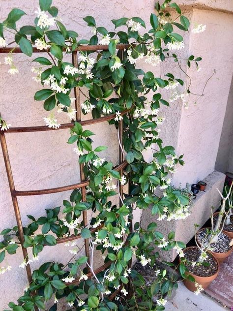 Arizona Vines Plants, Easy Desert Backyard Ideas On A Budget, Potted Vine Plants, Desert Shade Plants, Desert Climbing Vines, Small Desert Garden Ideas, Southwest Courtyard Ideas, Dessert Garden Ideas, Arizona Outdoor Potted Plants