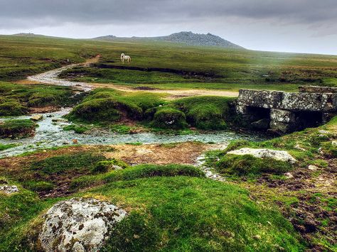 Scottish Isles, White Stallion, Cornwall Uk, Devon And Cornwall, Cornwall England, Jive, Large White, Cornwall, Drawing Inspiration