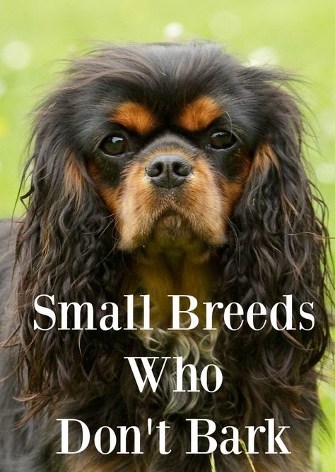 Small Family Dogs, Cute Small Dog Breeds, Cutest Small Dog Breeds, Best Small Dog Breeds, Family Dogs Breeds, Best Small Dogs, Very Small Dogs, Cute Small Dogs, Different Dog Breeds