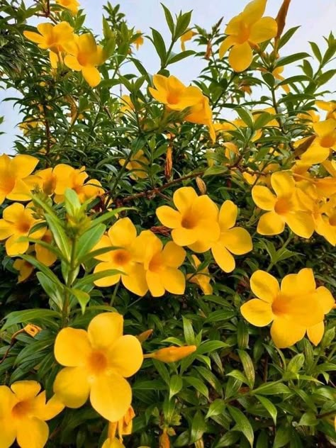 Yellow Indian Aesthetic, Alamanda Flower, Filter Golden Hour, Yellow Flowers Aesthetic, Yellow Plants, Canvas Art Decor, Garden Decor Projects, Flower Farmer, My Yellow