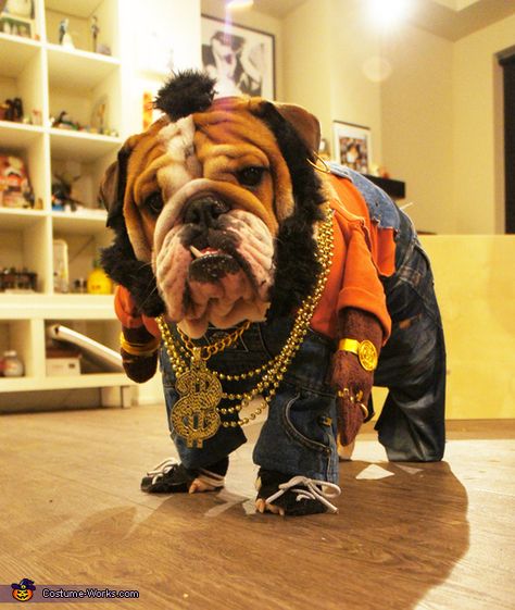 Mr T Doggie Dog - 2013 Halloween Costume Contest English Bulldog Costume, Bulldog Halloween Costumes, Bulldog Costume, Mr T, Bulldog Puppies For Sale, Cute Bulldogs, English Bulldog Puppies, Pet Halloween Costumes, Old English Bulldog