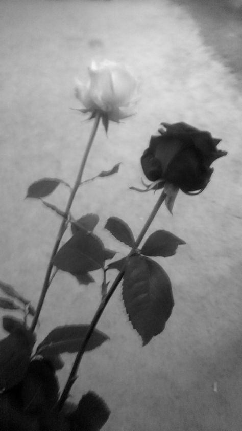 White Princess Aesthetic, Black N White Wallpaper, Black And White Roses, Vinyl Aesthetic, White Goth, Rosé Black And White, Lana Del Rey Vinyl, Aesthetic Roses, Rosé Aesthetic