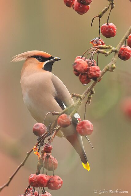 I love waxwings, they're my favorite animals besides Otters Bohemian Waxwing, Cedar Waxwing, Bird Pictures, Exotic Birds, Bird Drawings, Pretty Birds, Bird Photo, Colorful Birds, Little Birds