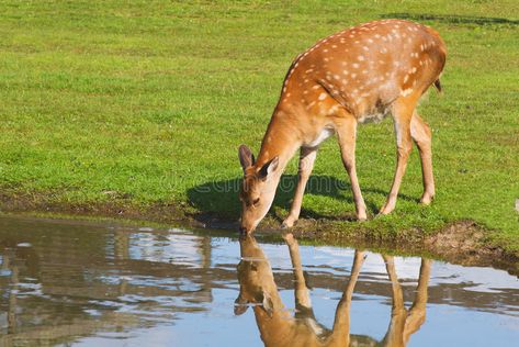 Deer drinking water. Female deer drinking water from the pond on sunny day , #AFF, #water, #Female, #Deer, #drinking, #sunny #ad Deer Drinking Water, Giraffe Drinking Water, Water Sketch, Female Deer, Paint And Drink, Deer Drawing, Pond Painting, From The Pond, Deer Photos