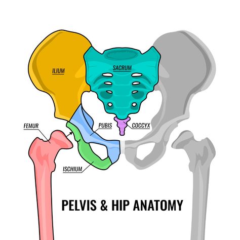 Here's What It's Like Living With Coccydynia | Pain Resource Pelvis Diagram, Bone Diagram, Pelvic Anatomy, Pelvis Bone, Female Pelvis, Pelvis Anatomy, Hip Anatomy, Bone Drawing, Pelvic Bone