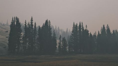 1366x768 Wallpaper forest, hill, fog Trees, Forest, Nature