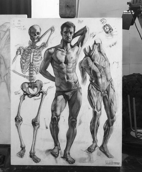 Human Anatomy Illustration, Constructive Drawing, Artistic Anatomy, Anatomy Illustration, Human Anatomy For Artists, Florence Art, Skeleton Drawings, Human Figure Sketches, Human Anatomy Drawing