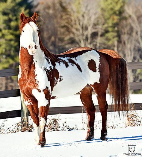 Chestnut Overo Chestnut Overo Horse, Chestnut Paint Horse, Overo Horse, Horse Markings, American Paint Horse, Gorgeous Horses, Paint Horses, Painted Horses, Pinto Horse