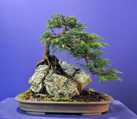 Root over Rock Juniper | Bonsai Baker✖️Art  Ideas  Home  Beauty ✖️Fosterginger @ Pinterest✖️ Bonsai For Beginners, Bonsai Indoor, Japanese Bonsai Tree, Bonsai Forest, Bonsai Tree Types, Bonsai Care, Bonsai Tree Care, Bonsai Techniques, Mame Bonsai