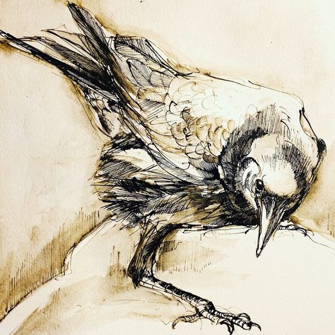 Crow Drawing, Crows Drawing, Pen Ink Drawings, Quill Pen, Creation Art, Raven Art, Illustration Pen And Ink, Bird Artwork, Drawing Ink