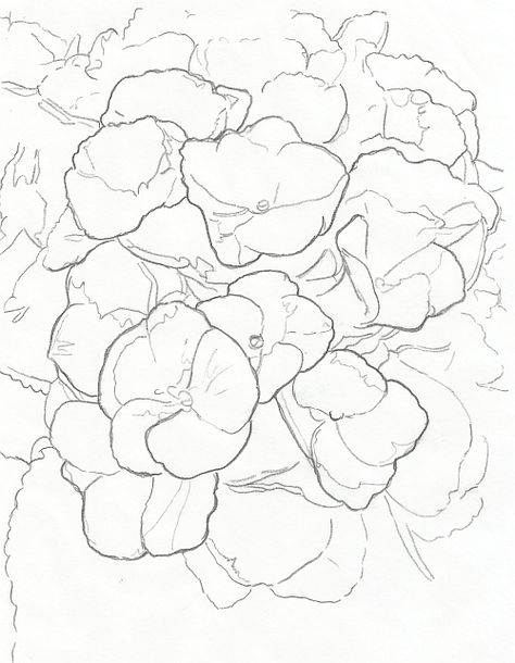 How to Draw Complex Flowers - Line Drawing Hydrangea Line Art, Drawing Of Flowers, Flowers Mandala, Hydrangeas Art, Watercolor Hydrangea, Hydrangea Painting, Flower Line Drawings, Flower Drawing Tutorials, Flower Drawings