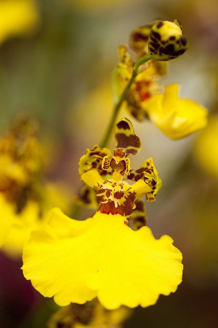 Dancing Ladies Orchid, Dancing Lady Orchid, New York Botanical Garden, Yellow Orchid, Flower Close Up, Unusual Plants, Unusual Flowers, Wild Orchid, Beautiful Orchids, Rare Flowers