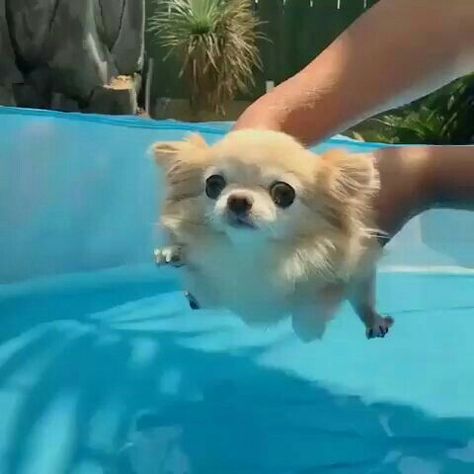 @micucasco Psy Chihuahua, Regnul Animal, Dog Swimming, Baby Animals Pictures, Airedale Terrier, Chihuahua Puppies, Baby Animals Funny, Sweet Dogs, Cute Funny Dogs