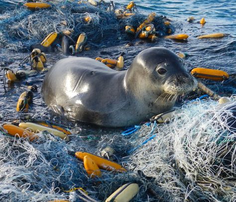 Our Mission – Sand Cloud Hawaiian Monk Seal, Monk Seal, Marine Debris, Sand Cloud, National Wildlife Federation, Ocean Pollution, Save Our Oceans, Marine Conservation, Marine Mammals