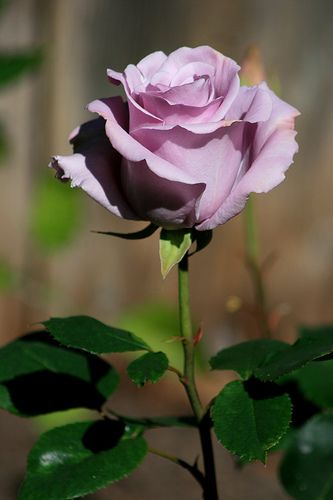 Sterling Silver Rose-In my opinion, this is the most beautiful of all roses. This is definitely my utmost favorite of all roses. They have their own smell and the fragrance is awesome. Photos Of Roses, Long Stem Rose, Kristina Webb, Long Stem Roses, Port Townsend, One Flower, Rose Violette, Coming Up Roses, Rose Photo