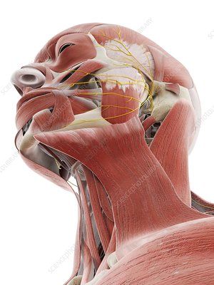 neck muscles, artwork - Search - Science Photo Library Muscles Of The Head, Muscles Illustration, Neck Muscle Anatomy, Human Body Muscles, Punkty Spustowe, Head Muscles, Head Anatomy, Neck Muscles, Head Illustration