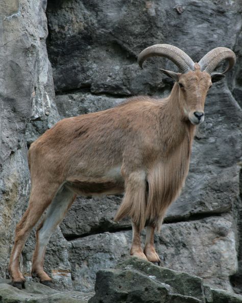 Barbary Sheep Barbary Sheep, God Exists, Bighorn Sheep, Animal References, Animal Pics, Deer Antlers, Reptiles, Animals Beautiful, Animal Pictures