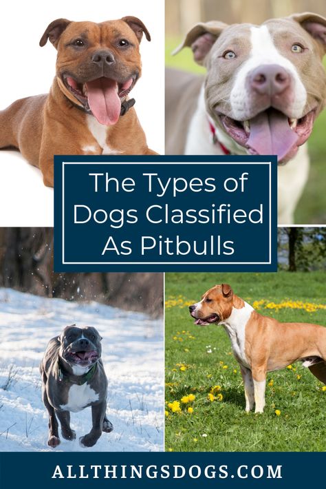 There are four dog breeds most commonly classified as types of Pitbulls. Read our breed guide to learn more about each of them, and what it takes to care for them.  #typesofpitbulls #dogsclassifiedaspitbulls Types Of Pitbull Breeds, Types Of Dogs Breeds List, Pitt Bulls Dogs, Pitbull Care, Dog Fostering, Pitbull Mix Breeds, Pitbull Breeds, Female Pitbull, Pitbull Types