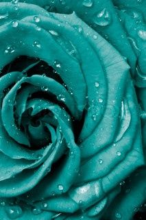 rose, teal, turquoise, nature, wet, photography Turquoise Aesthetic, Kristina Webb, Hijau Mint, Turquoise Rose, Light Blue Aesthetic, Azul Tiffany, Teal Wallpaper, Belle Rose, Color Turquesa