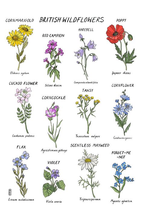 British Wild Flowers, Wildflower Paintings, Flower Guide, Illustration Botanique, Pola Sulam, Flower Names, A Sentence, Botanical Drawings, Flower Images