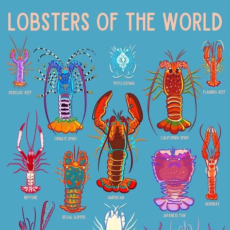 Lobster Pictures, Pet Lobster, Lobster Animal, Lobster Drawing, Freshwater Lobster, Lobster Roll Recipes, 7 Fishes, Spiny Lobster, Lobster Art