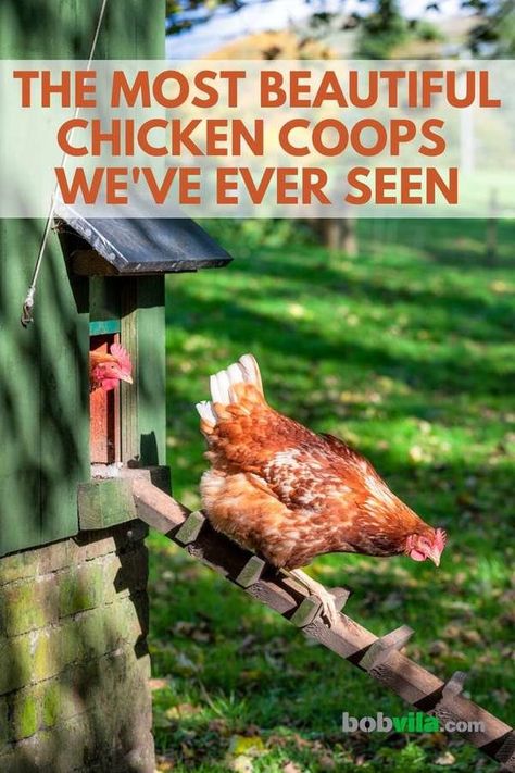 Coop And Run Ideas, Chicken Coop And Run Ideas, Backyard Chicken Coop Ideas, Chicken Nesting Box Ideas, Nesting Box Ideas, Chicken Hacks, Inside Chicken Coop, Fancy Chicken Coop, House Chicken Coop